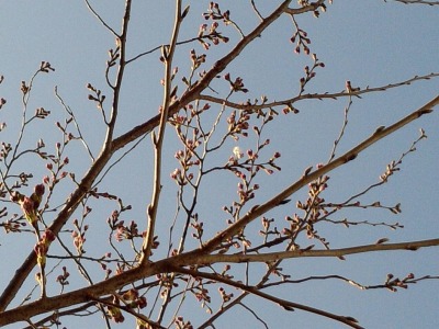 s-1427451164883.jpg