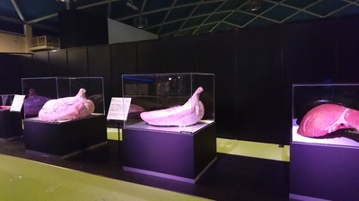 DSC_0698.JPG