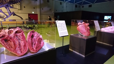 DSC_0708.JPG