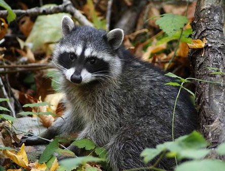 wallpaper-raccoon-photo-12.jpg