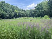 IMG_1768.jpeg