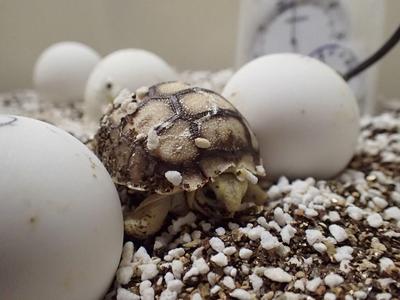 孵化直後のケヅメリクガメ幼体と卵P3081126.JPG