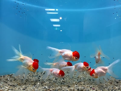 伊勢志摩であそぼ
