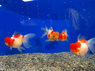 伊勢志摩であそぼ