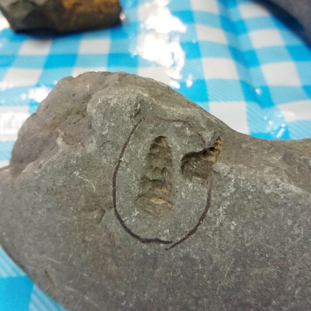 びっくり化石発掘体験会 | 迫田藍子のリポーターブログ