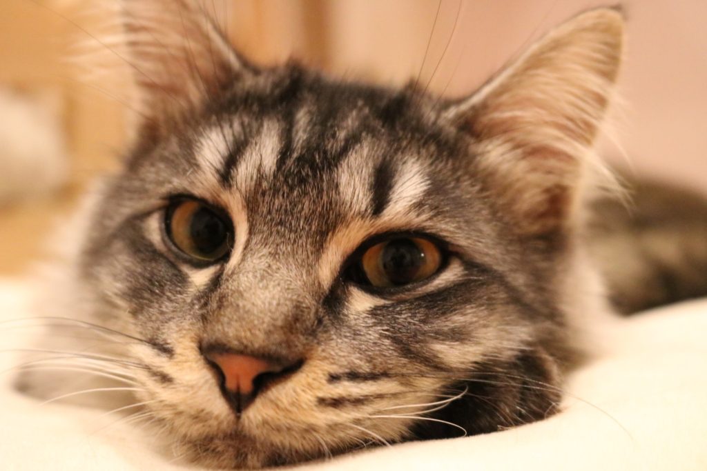 猫も人も幸せに 保護猫カフェ285 堀江理紗子の三重リポート